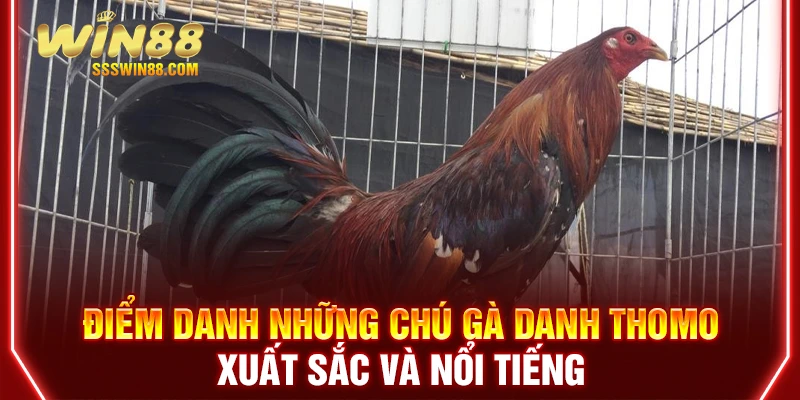 Điểm danh những chú gà danh Thomo xuất sắc và nổi tiếng