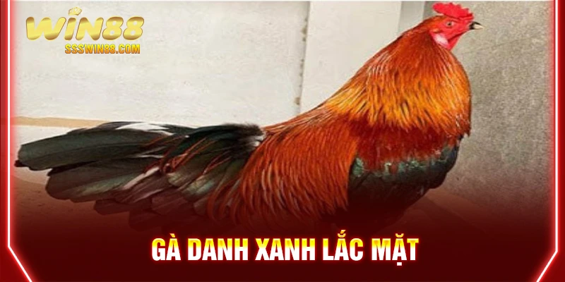 Gà danh xanh lắc mặt