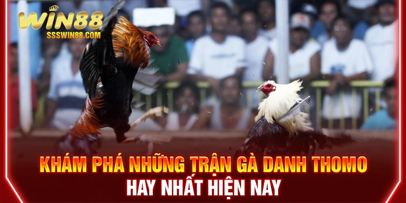 Khám Phá Những Trận Gà Danh Thomo Hay Nhất Hiện Nay