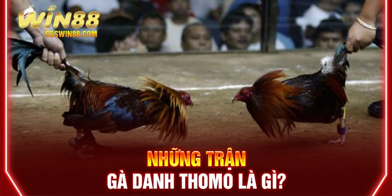 Những trận gà danh thomo là gì?