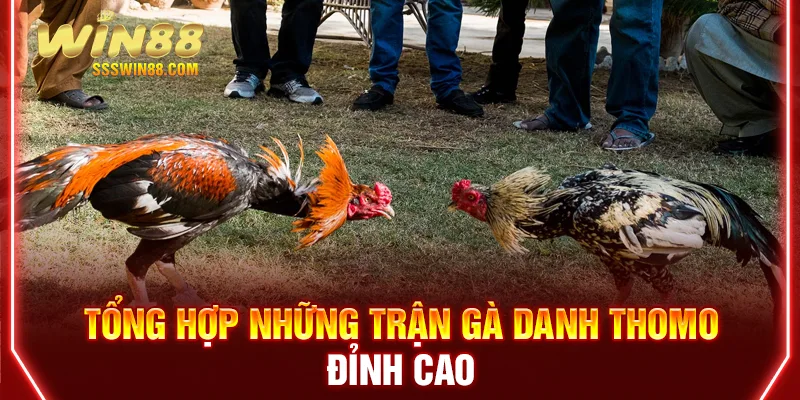 Tổng hợp những trận gà danh Thomo đỉnh cao