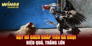 Bật Mí Cách Chấp Tiền Gà Chọi Hiệu Quả, Thắng Lớn 