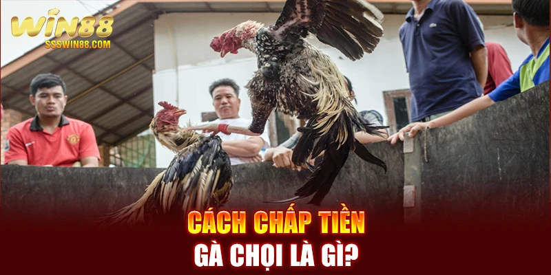 Cách chấp tiền gà chọi là gì?