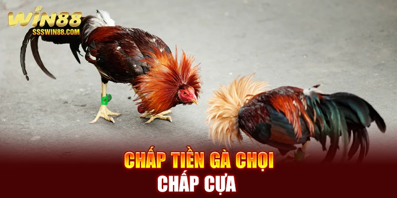 Chấp cựa