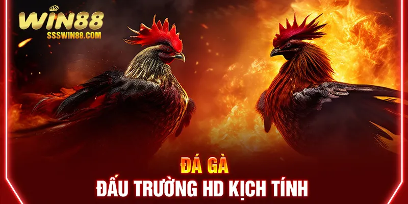 Đá gà - Đấu trường HD kịch tính 