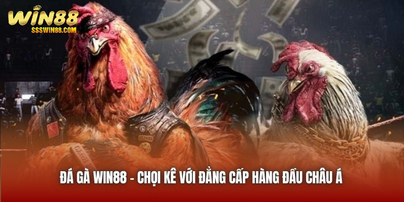 Đá Gà Win88 - chọi kê với đẳng cấp hàng đầu châu Á