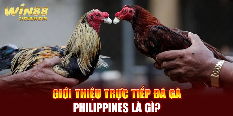 Giới thiệu trực tiếp đá gà Philippines là gì?