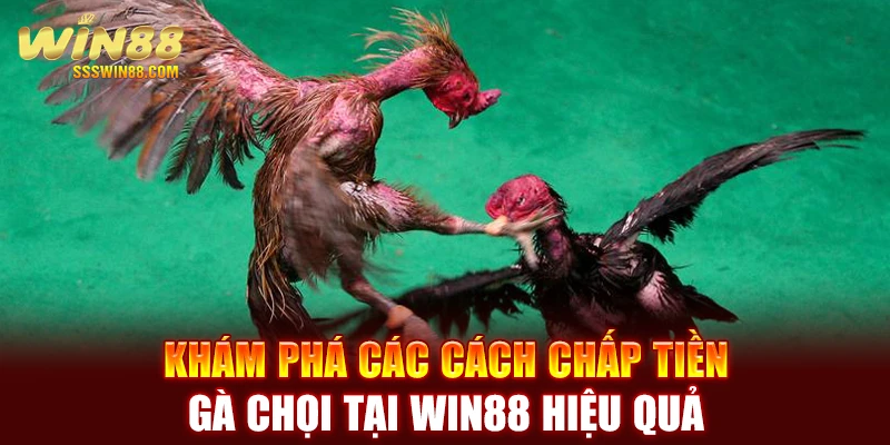Khám phá các cách chấp tiền gà chọi tại WIN88 hiệu quả