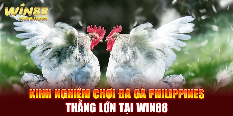 Kinh nghiệm chơi đá gà Philippines thắng lớn tại WIN88