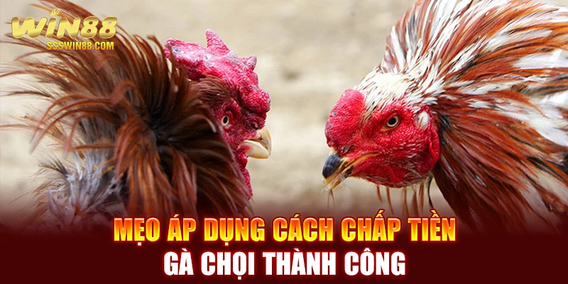 Mẹo áp dụng cách chấp tiền gà chọi thành công