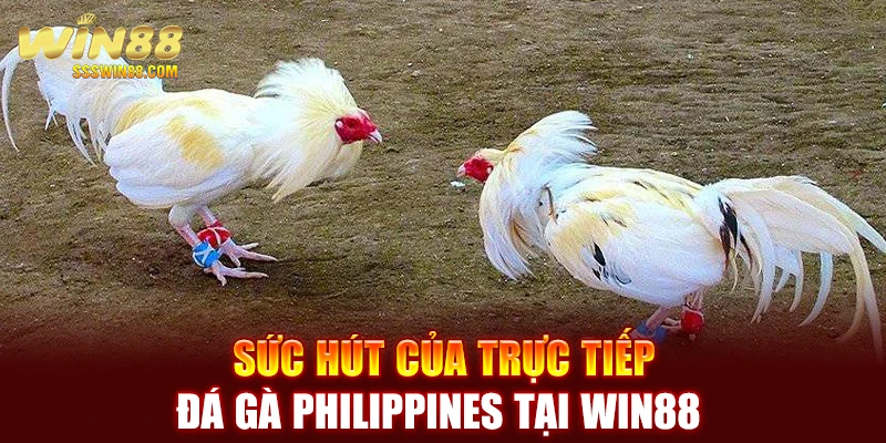 Sức hút của trực tiếp đá gà Philippines tại WIN88