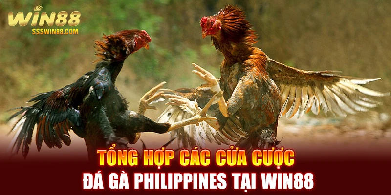 Tổng hợp các cửa cược đá gà Philippines tại WIN88