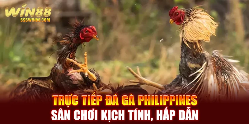 Trực Tiếp Đá Gà Philippines - Sân Chơi Kịch Tính, Hấp Dẫn