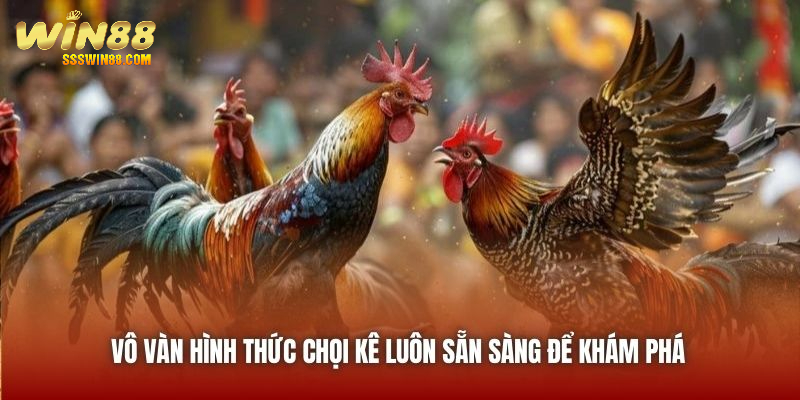 Vô vàn hình thức chọi kê luôn sẵn sàng để khám phá