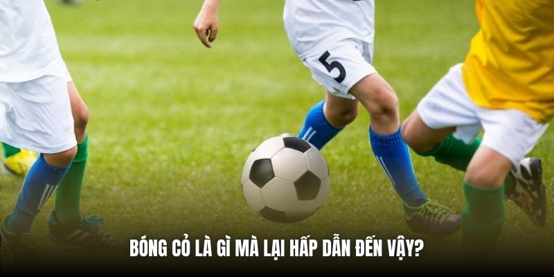 Bóng cỏ là gì mà lại hấp dẫn đến vậy? 