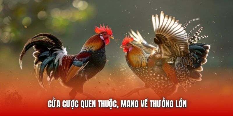 Cửa cược quen thuộc, mang về thưởng lớn