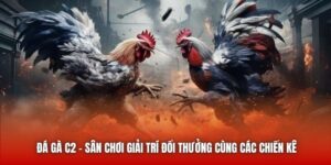 Đá Gà C2 - Sân Chơi Giải Trí Đổi Thưởng Cùng Các Chiến Kê