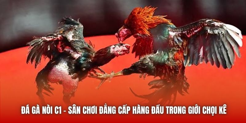 Đá gà nòi C1 - Sân chơi đẳng cấp hàng đầu trong giới chọi kê