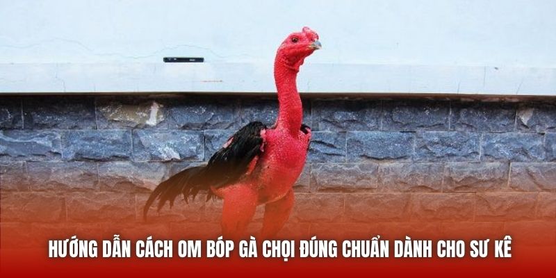 Hướng dẫn cách om bóp gà chọi đúng chuẩn dành cho sư kê