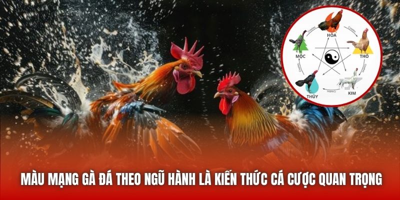 Màu mạng gà đá theo ngũ hành là kiến thức cá cược quan trọng