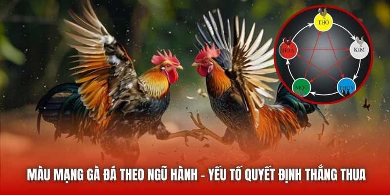 Màu Mạng Gà Đá Theo Ngũ Hành - Yếu Tố Quyết Định Thắng Thua