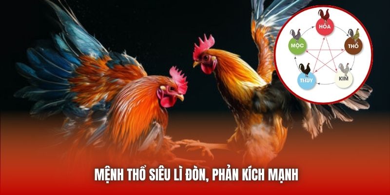 Mệnh thổ siêu lì đòn, phản kích mạnh