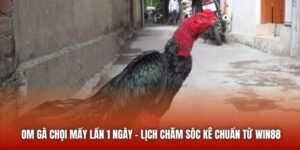 Om Gà Chọi Mấy Lần 1 Ngày - Lịch Chăm Sóc Kê Chuẩn Từ Win88