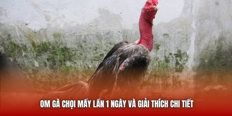 Om gà chọi mấy lần 1 ngày và giải thích chi tiết