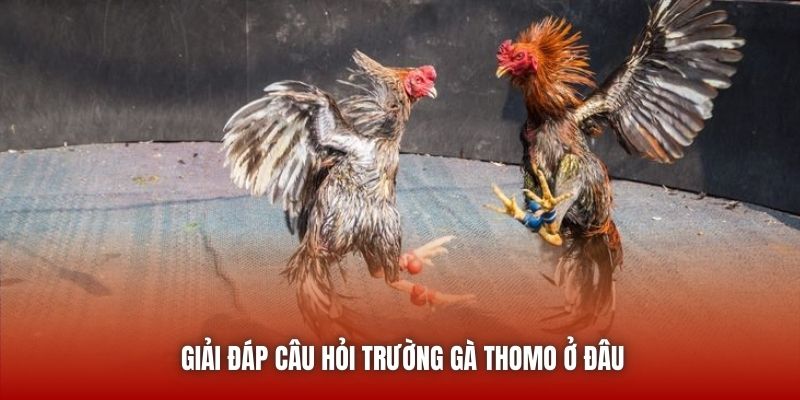 Giải đáp chi tiết câu hỏi trường gà Thomo ở đâu