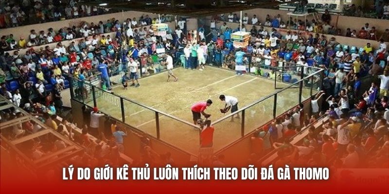 Lý do giới kê thủ luôn thích theo dõi đá gà Thomo