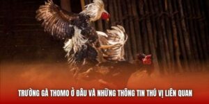 Trường Gà Thomo Ở Đâu Và Những Thông Tin Thú Vị Liên Quan