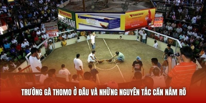 Trường gà Thomo ở đâu và những nguyên tắc cần nắm rõ