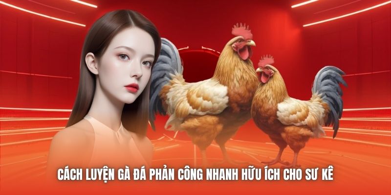 Cách Luyện Gà Đá Phản Công Nhanh Hữu Ích Cho Sư Kê