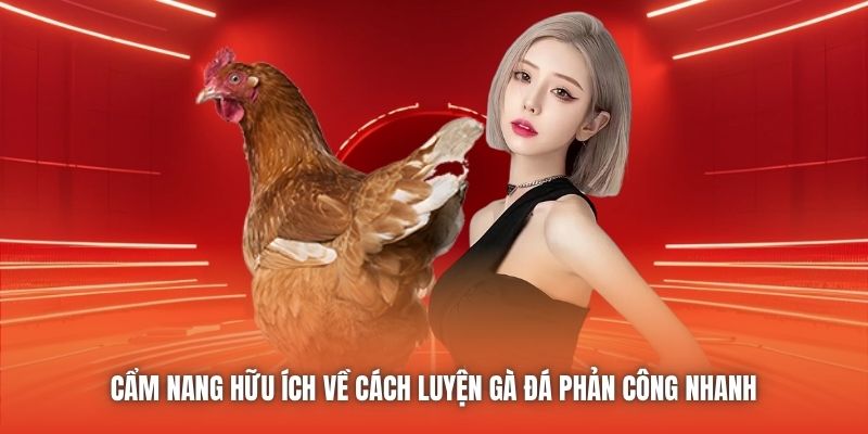 Cẩm nang hữu ích về cách luyện gà đá phản công nhanh