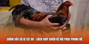 Chăm Sóc Gà Bị Tụt Bo | Cách Giúp Chiến Kê Hồi Phục Phong Độ