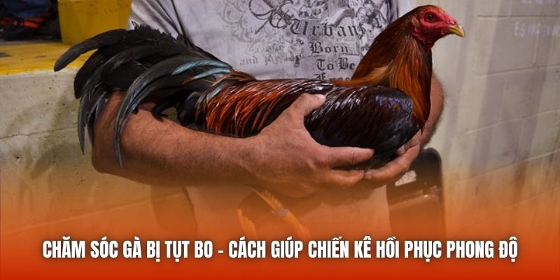 Chăm Sóc Gà Bị Tụt Bo | Cách Giúp Chiến Kê Hồi Phục Phong Độ