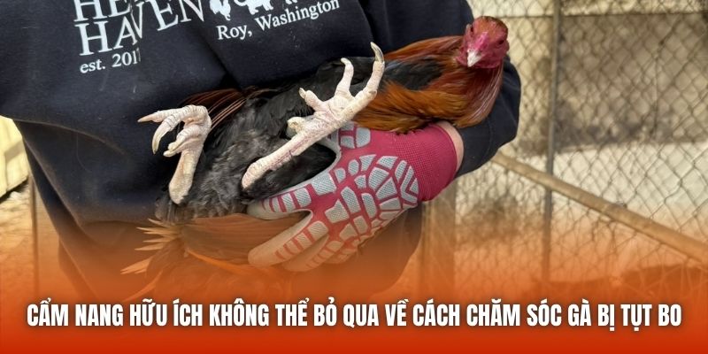 Cẩm nang hữu ích không thể bỏ qua về cách chăm sóc gà bị tụt bo