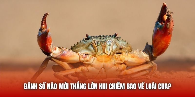 Đánh số nào mới thắng lớn khi chiêm bao về loài cua?