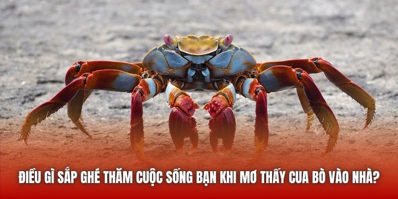 Điều gì sắp ghé thăm cuộc sống bạn khi mơ thấy cua bò vào nhà?