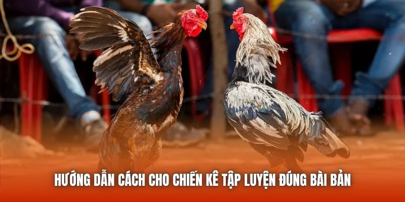 Hướng dẫn cách cho chiến kê tập luyện đúng bài bản