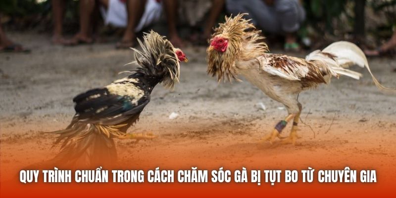 Quy trình chuẩn trong cách chăm sóc gà bị tụt bo từ chuyên gia