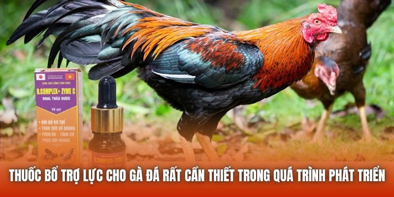 Thuốc bổ trợ lực cho gà đá rất cần thiết trong quá trình phát triển