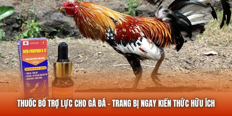 Thuốc Bổ Trợ Lực Cho Gà Đá - Trang Bị Ngay Kiến Thức Hữu Ích