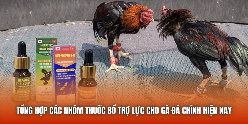 Tổng hợp các nhóm thuốc bổ trợ lực cho gà đá chính hiện nay