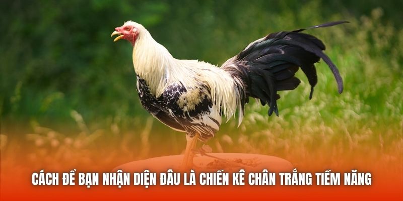 Cách để bạn nhận diện đâu là chiến kê chân trắng tiềm năng