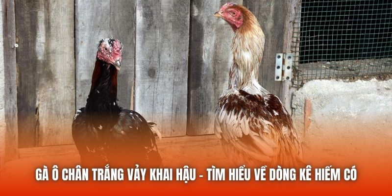 Chi tiết về giống gà ô chân trắng vảy khai hậu