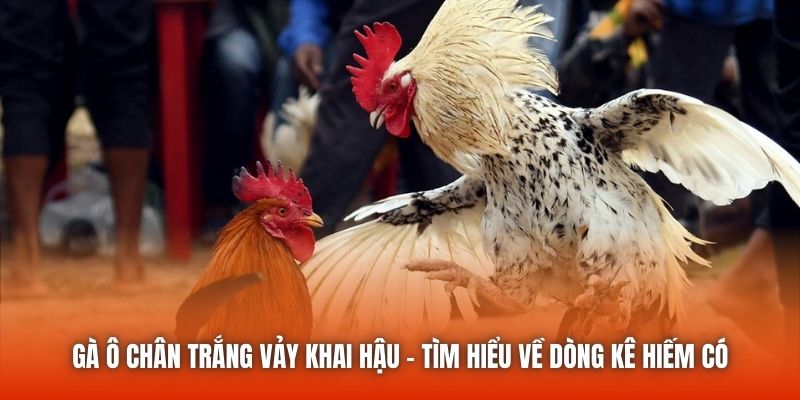Gà Ô Chân Trắng Vảy Khai Hậu - Tìm Hiểu Về Dòng Kê Hiếm Có
