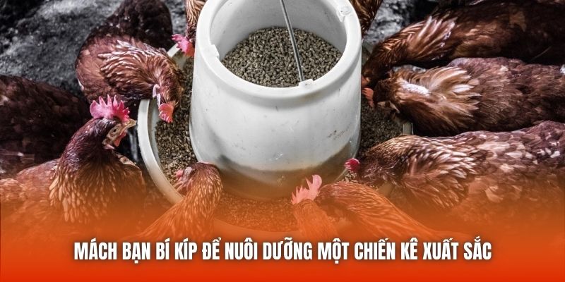 Mách bạn bí kíp để nuôi dưỡng một chiến kê xuất sắc